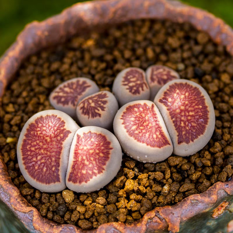 敳怎么读音是什么意思